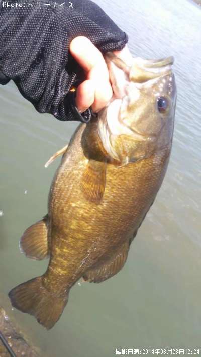 ���⡼��ޥ����Х�