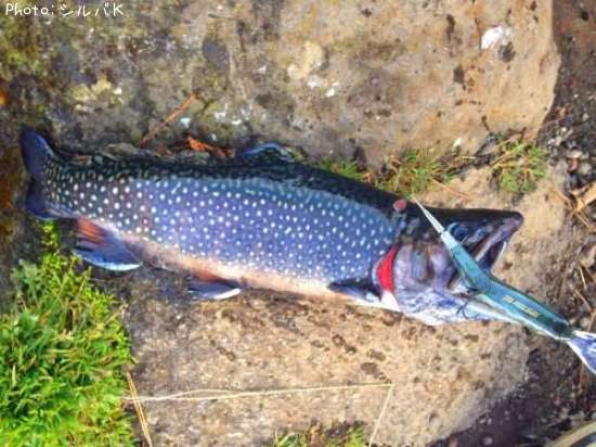 �֥�å��ȥ饦��