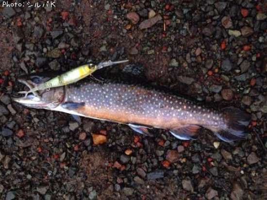 �֥�å��ȥ饦��