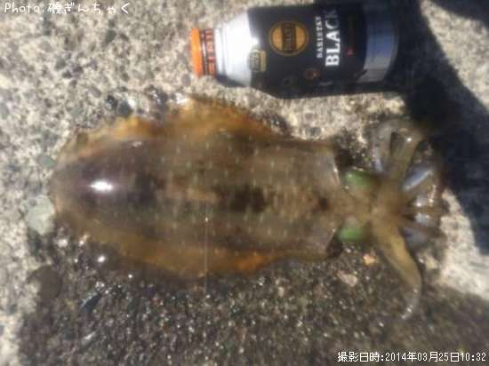 �����ꥤ��