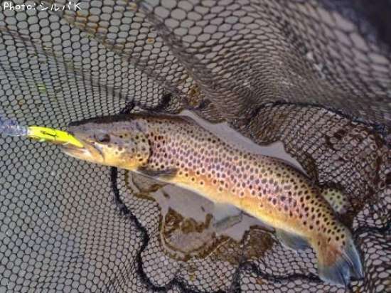 �֥饦��ȥ饦��