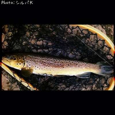 �֥饦��ȥ饦��