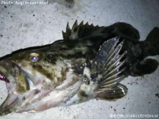 �٥å�������