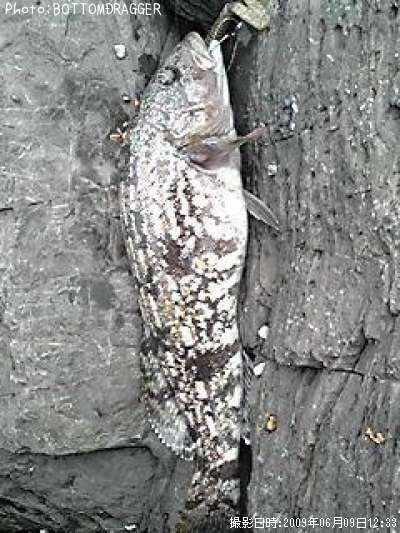 �����ʥ�