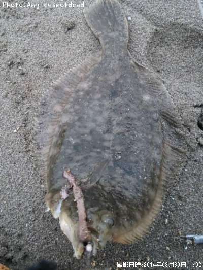 �ޥ����쥤