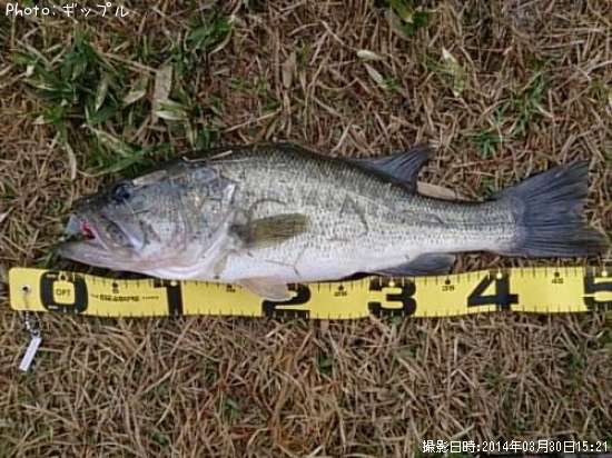 �֥�å��Х�