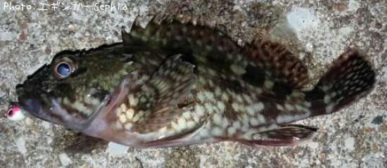 ���������ʥ������