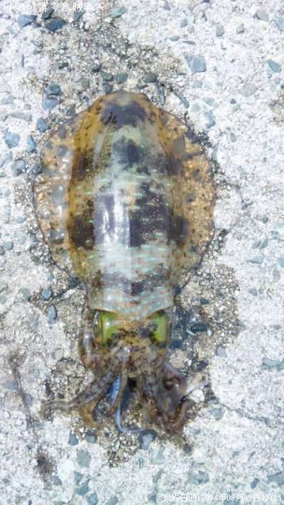 �����ꥤ��