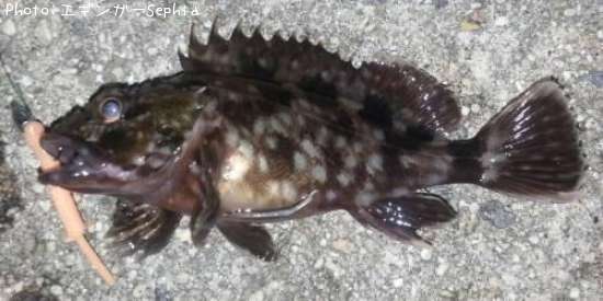 ���������ʥ������