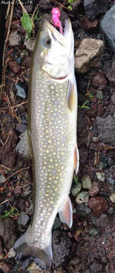 �ƣ�������ʡߥ֥�å��ȥ饦��