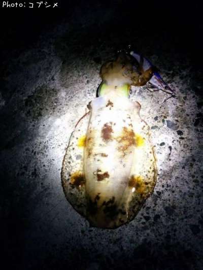 �����ꥤ��