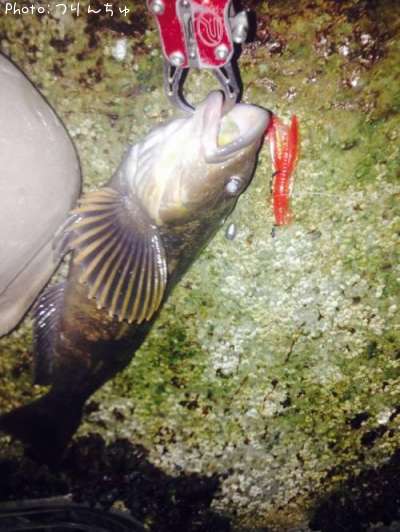 �����ʥ�