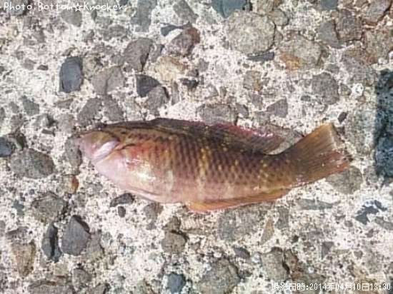 ���������Υϥ٥�