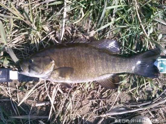 ���⡼��ޥ����Х�