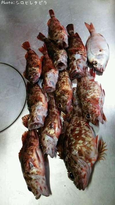 ���������ʥ������