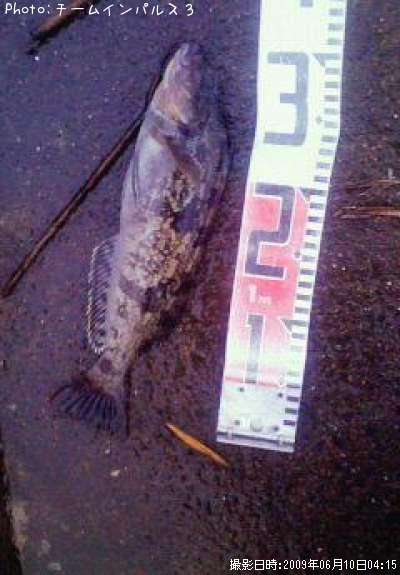 �����ʥ�