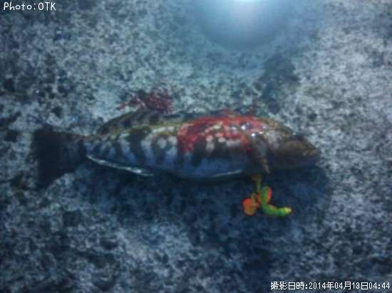 �����ʥ�