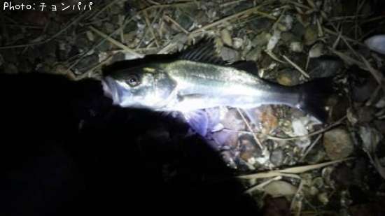 �����Х�