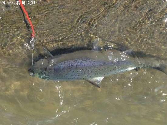 ������ޥ�