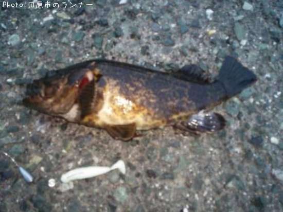 �����Υ���Х�