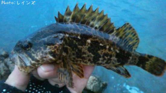 �����Υ���Х�