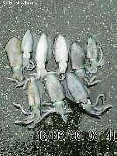 �����ꥤ��