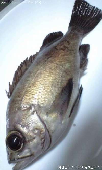 ��Х�����