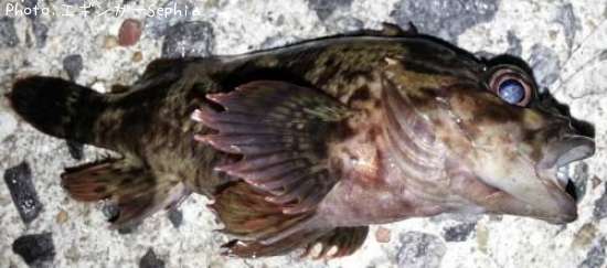 �����Υ���Х�