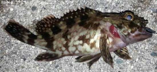 ���������ʥ������