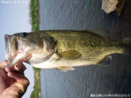 �֥�å��Х�