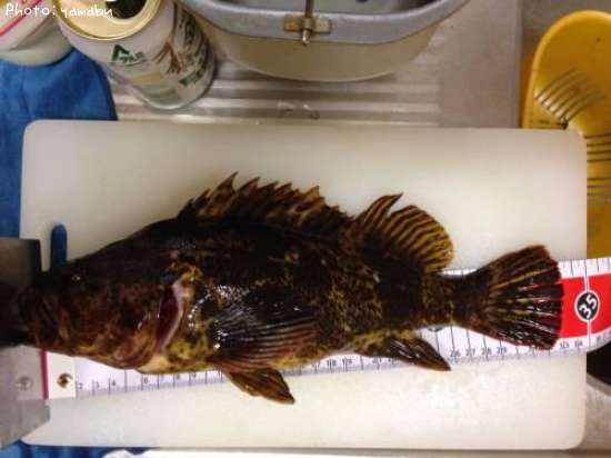 �����Υ���Х�