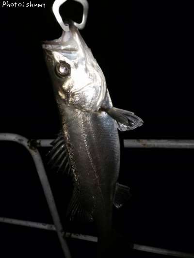 �����Х�