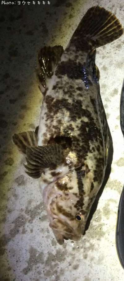 �����Υ���Х�