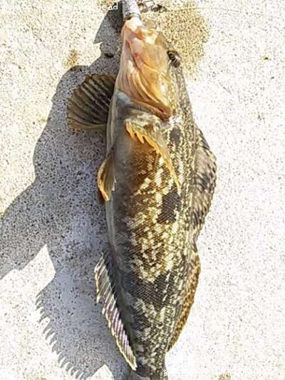 �����ʥ�