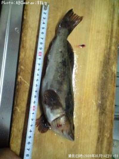 �����ʥ�