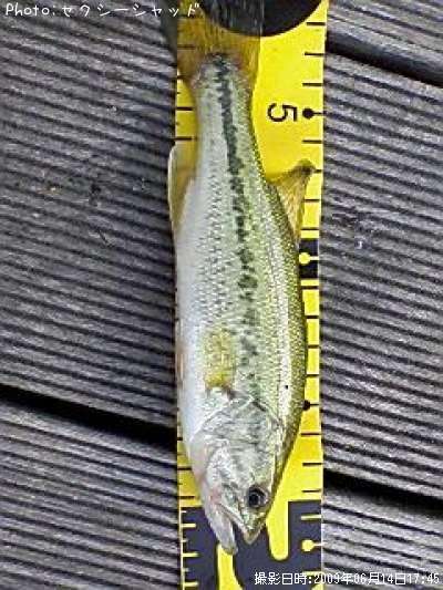 �֥�å��Х�