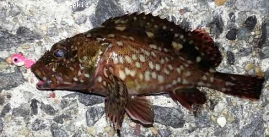 ���������ʥ������