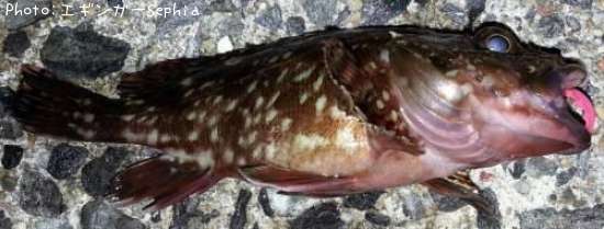 ���������ʥ������