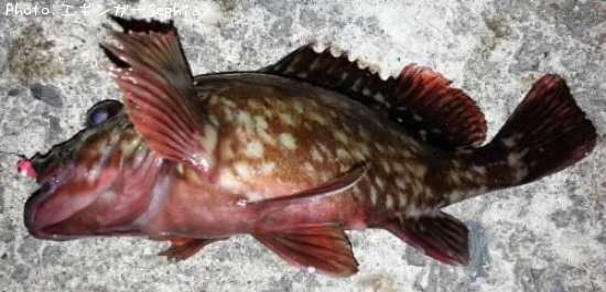 ���������ʥ������