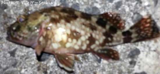 ���������ʥ������