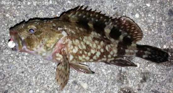 ���������ʥ������