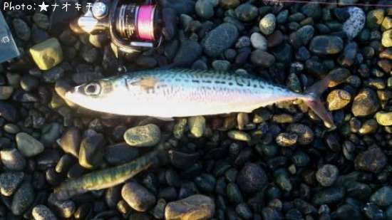 �С�����