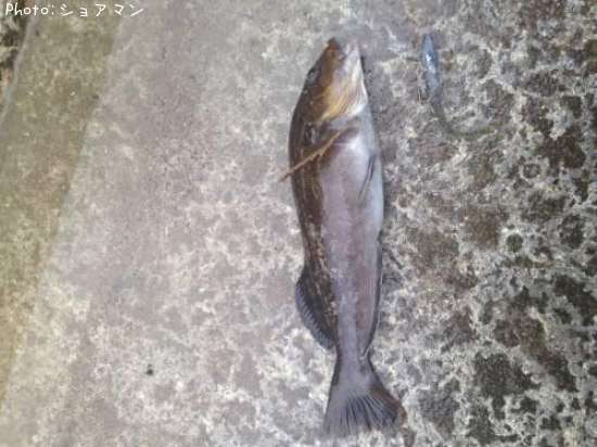 �����ʥ�