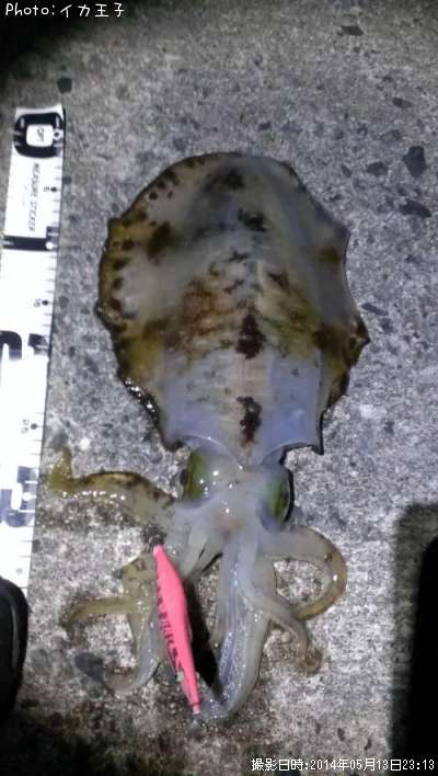 �����ꥤ��