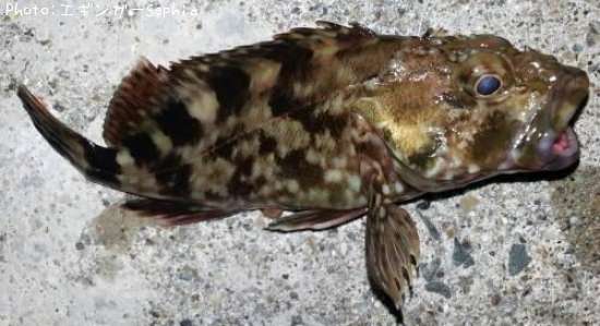 �����Υ���Х�