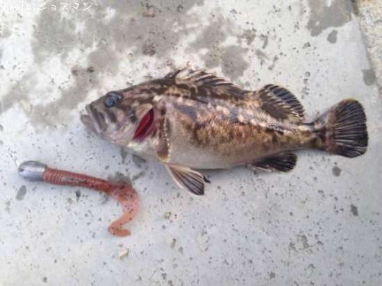 �٥å�������