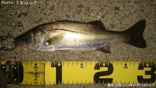 �����Х�