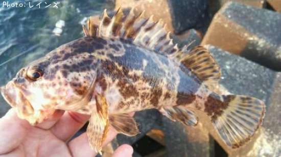 �����Υ���Х�