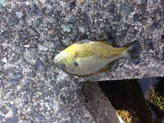 �֥롼����