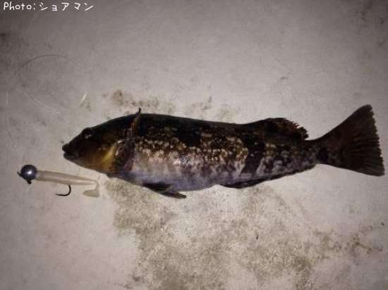 �����ʥ�